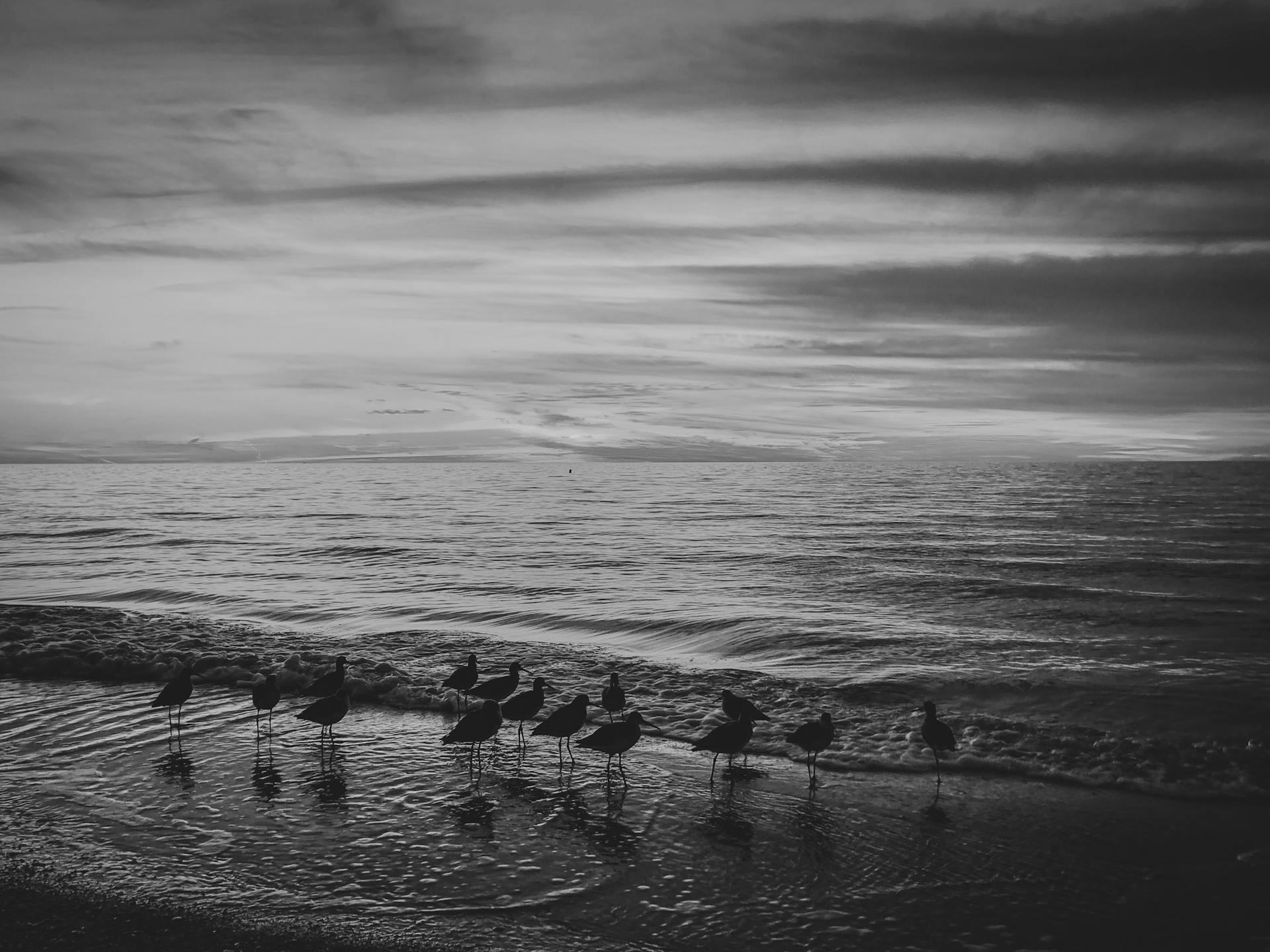 Black and white photo of seagulls on a Florida beach at dawn, set against a serene ocean view.