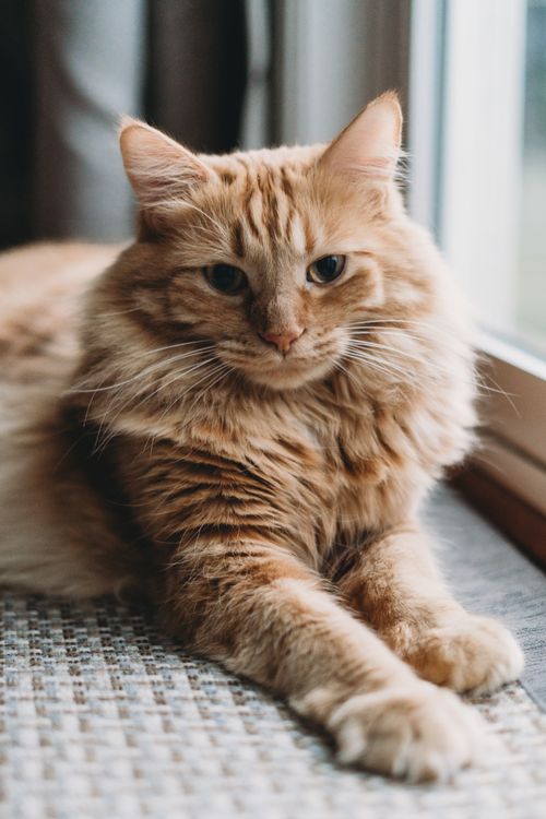 Free Charming ginger cat lying by a window, exuding a sense of calm and warmth. Stock Photo