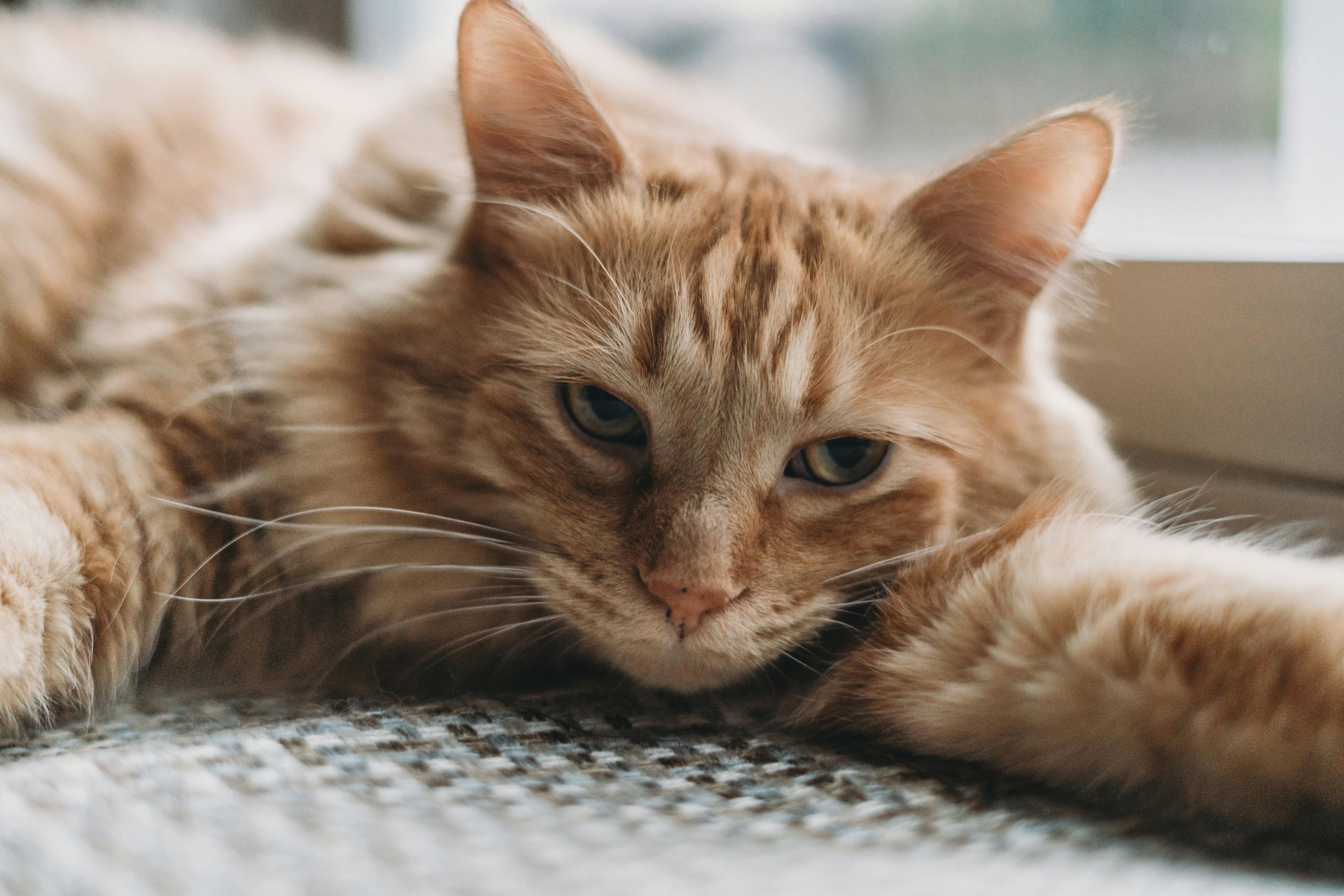 pet insurance pet wellness — Photo by Steven Van Elk on Pexels