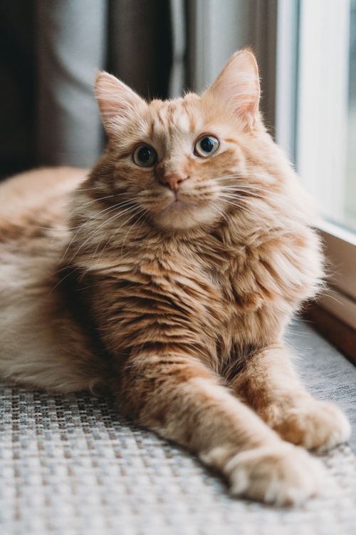 Free Charming fluffy orange cat with blue eyes resting by the window in soft lighting. Stock Photo