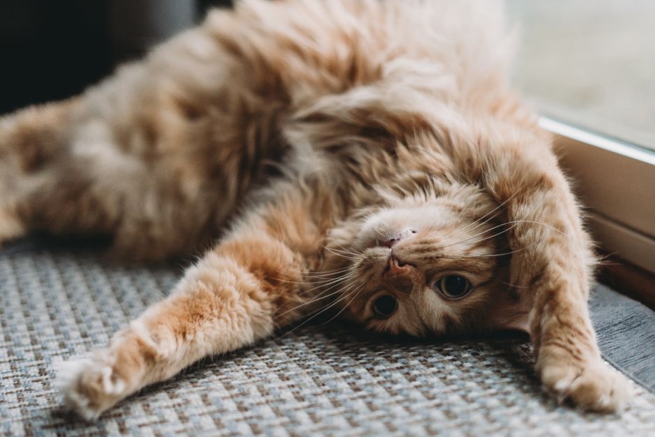 A cat stretching its paws comfortably while wearing nail caps - caps for cats claws A cat stretching its paws comfortably while wearing nail caps - caps for cats claws
