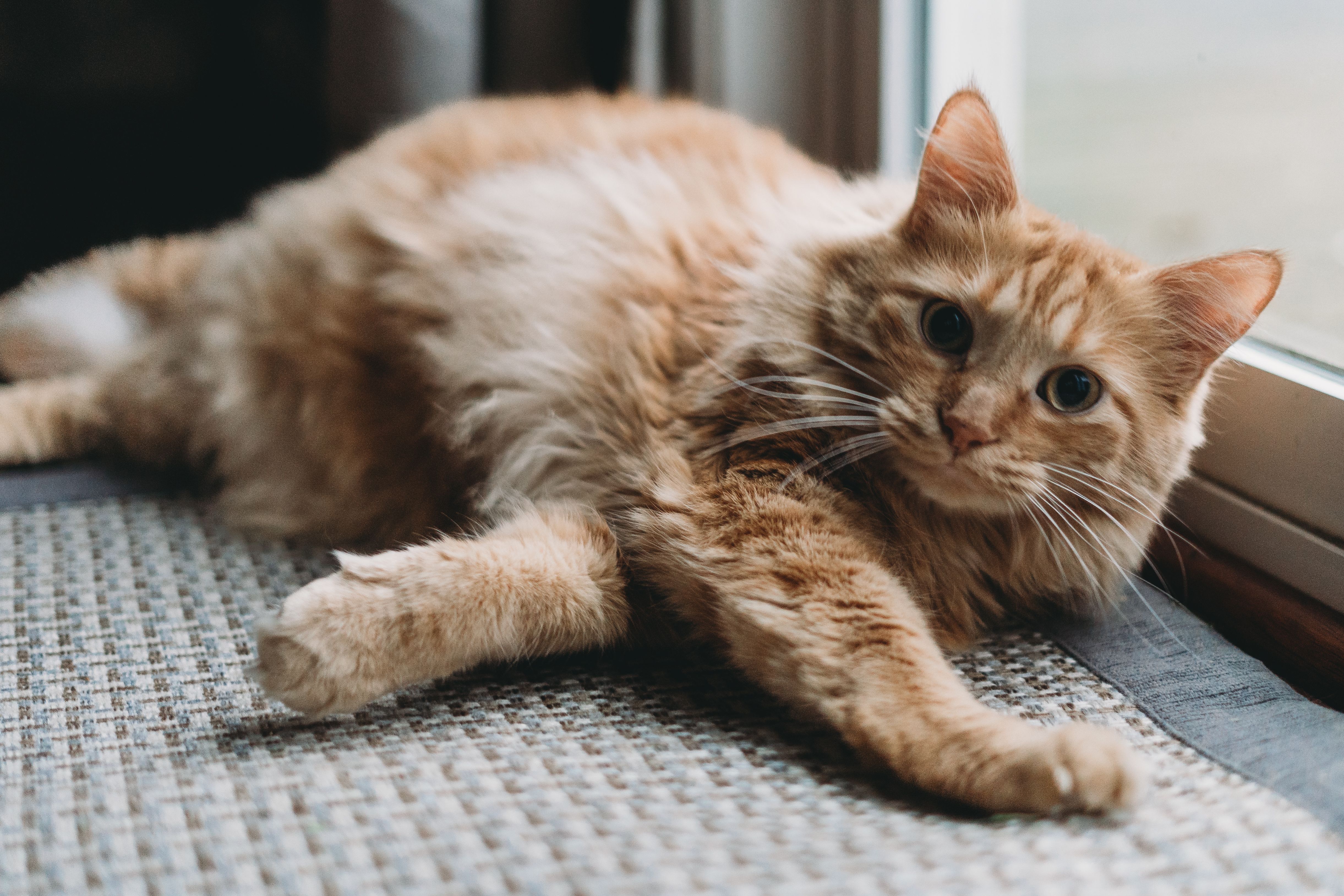 pet insurance pet wellness — Photo by Steven Van Elk on Pexels