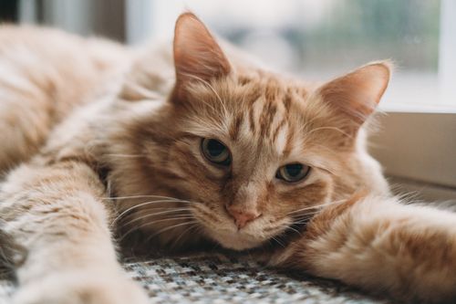 Free Adorable ginger Maine Coon cat lying down indoors, showcasing its fluffy fur and calm demeanor. Stock Photo
