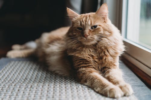 Ginger Cat Lying on Windowsill