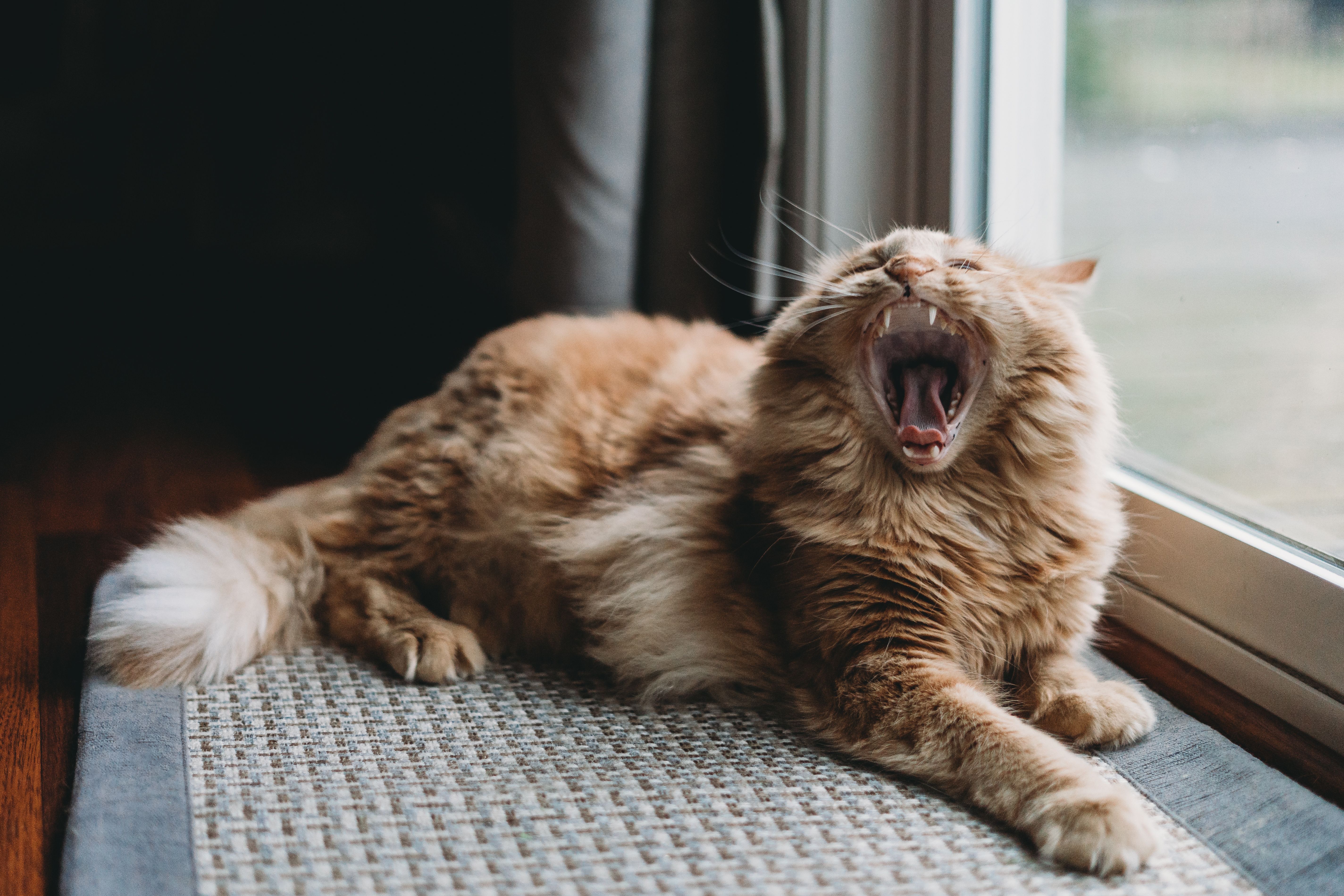 orange tabby cat mid yawn on a sunlit windowsill