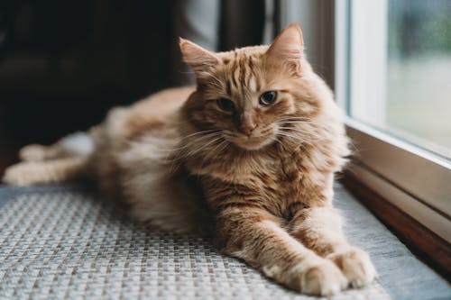 Ginger Furry Cat on Windowsill