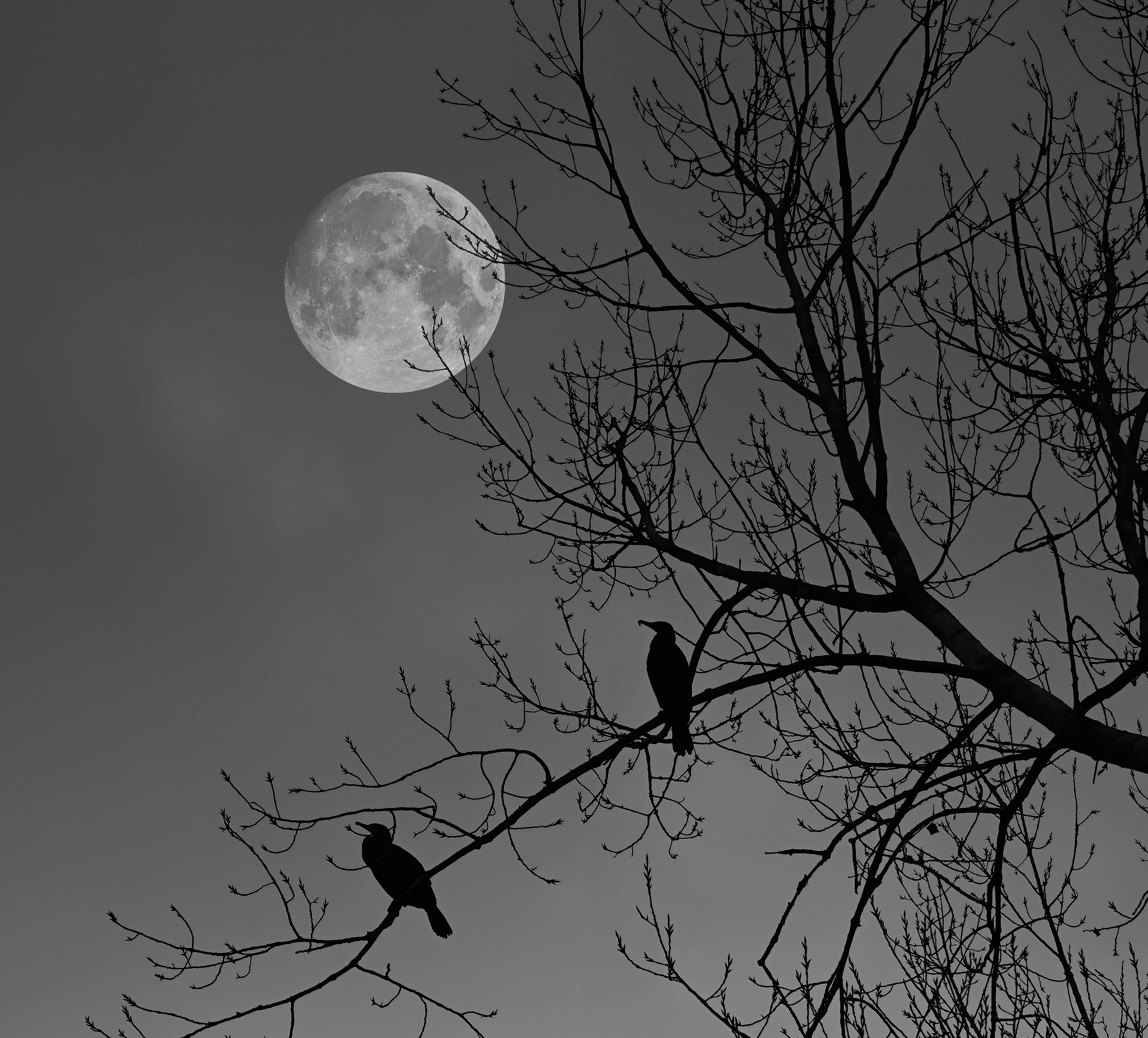Silhouettes of birds perched on bare tree branches with a full moon in the night sky.