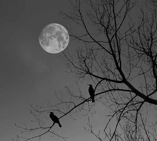Free Full Moon over Birds Silhouettes on Tree Stock Photo