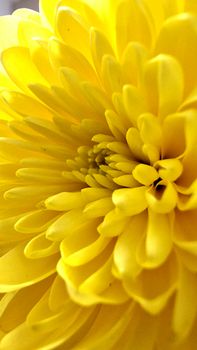 Detailed close-up of a blooming yellow chrysanthemum with rich, vivid petals.