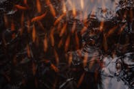 Close-up of Koi Fish Swimming in a Pond