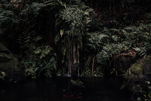 Fotobanka s bezplatnými fotkami na tému džungľa, flóra, jazierko