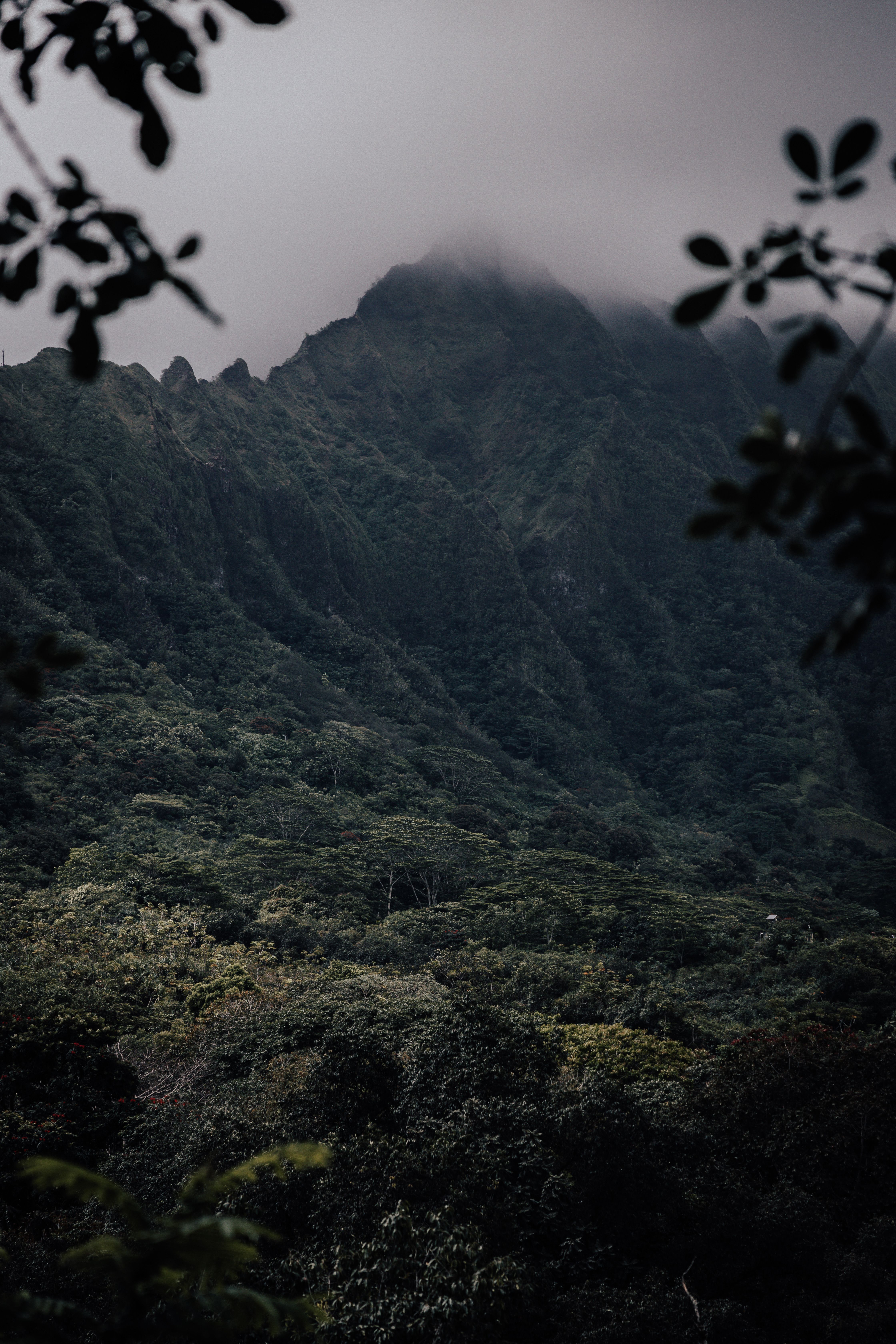 A mountain covered in trees and fog · Free Stock Photo