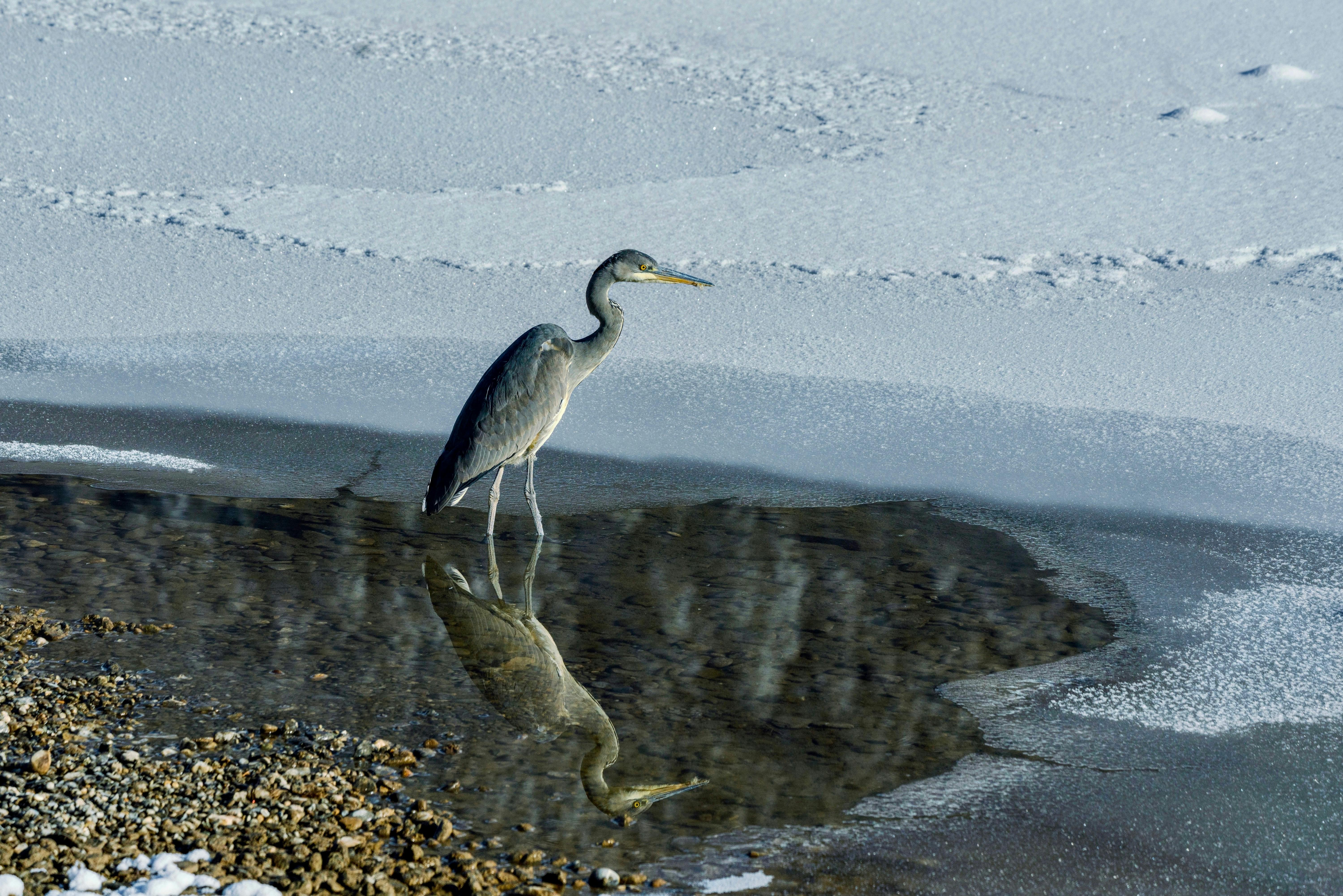 A heron stands in shallow water with icy surroundings, reflected in the lake.