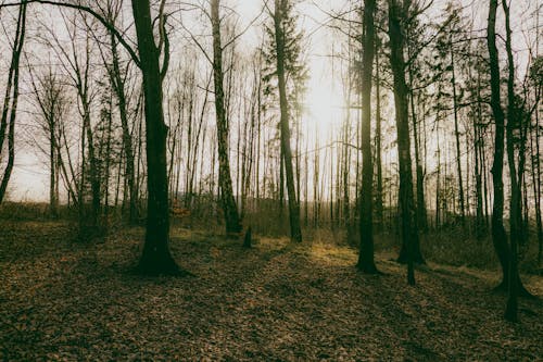 Бесплатное стоковое фото с безлистные, ветви, деревья
