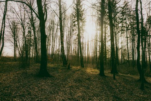 Serene view of sunlight filtering through tall, leafless trees in an autumn forest.