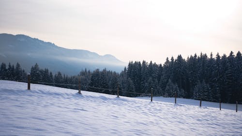 Foto profissional grátis de árvore coberta de neve, atmosfera fria, brilhante