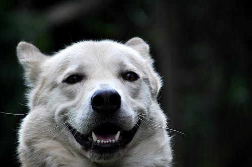 Close-up of an Smiling Dog 