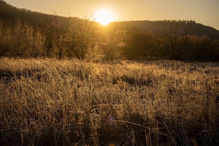 Meadow In Countryside At Dawn