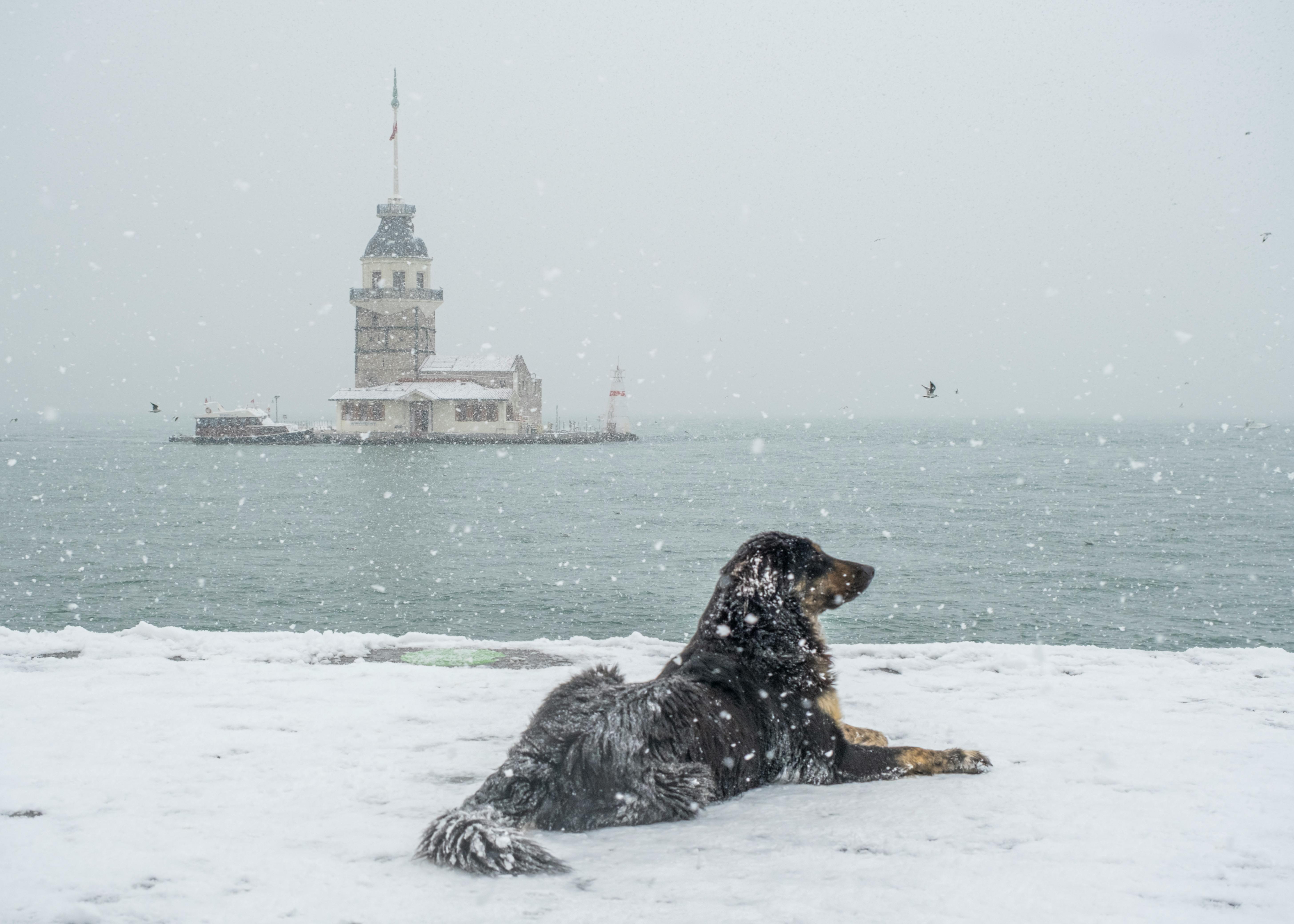 Say Goodbye to Shedding A Comprehensive Guide on How to Deshed Your Dog