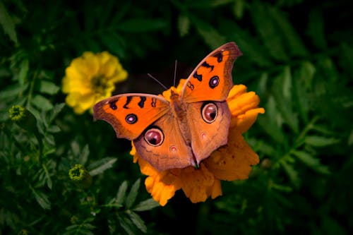 Darmowe zdjęcie z galerii z fotografia przyrodnicza, fotografia zwierzęcia, motyl