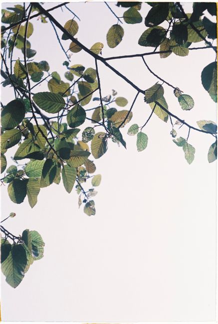 Calm and peaceful view of branches and leaves against the sky, perfect for nature themes.