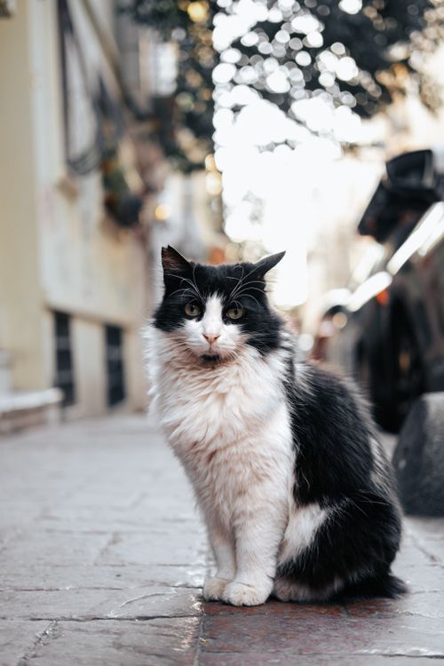 Free A fluffy black and white cat sits on a city sidewalk in an urban setting, showcasing a serene moment. Stock Photo