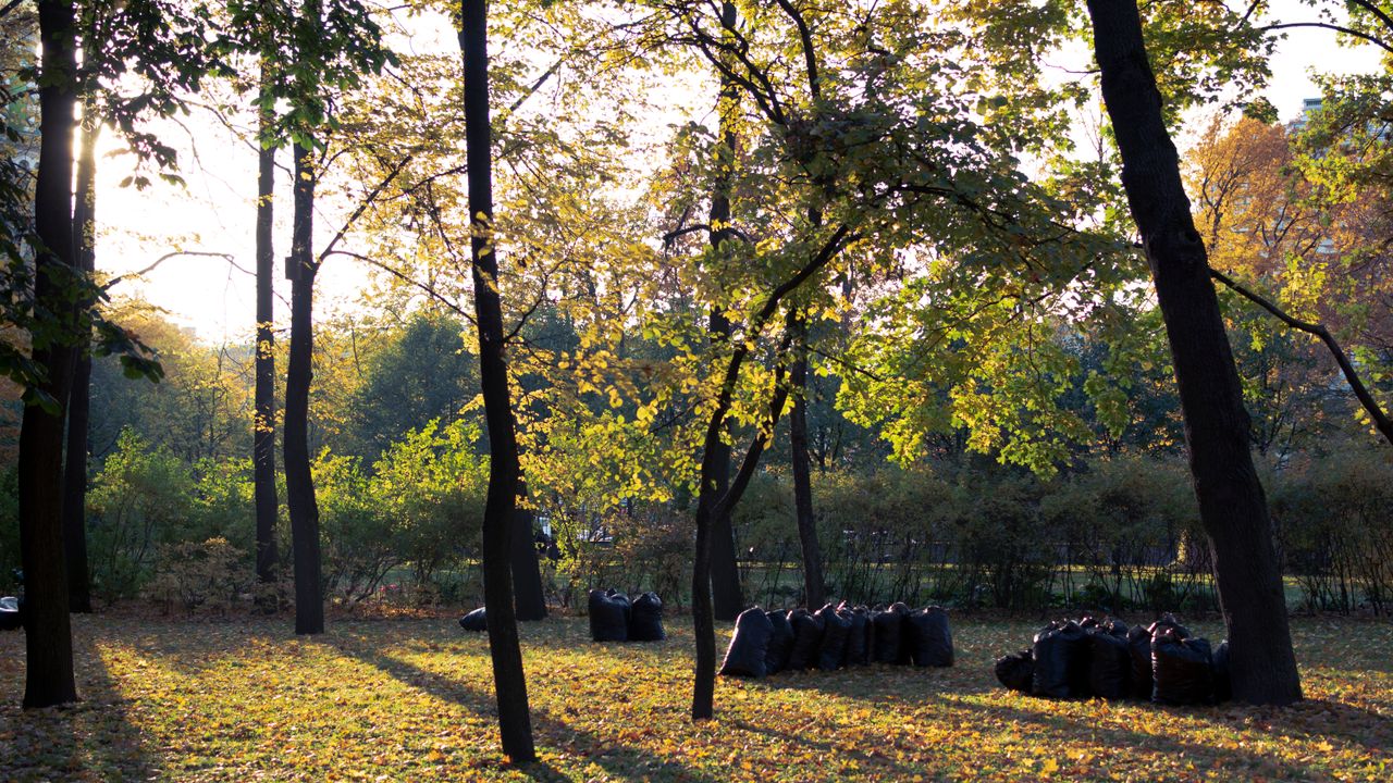 Seasonal Cleanups — Tree Services & Landscaping, Holland MI