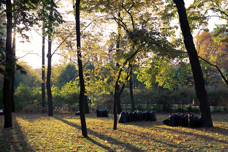 Plastic Garbage Bags On Grass In Park