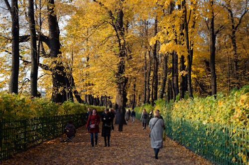 People Walking in a Park in Autumn 
