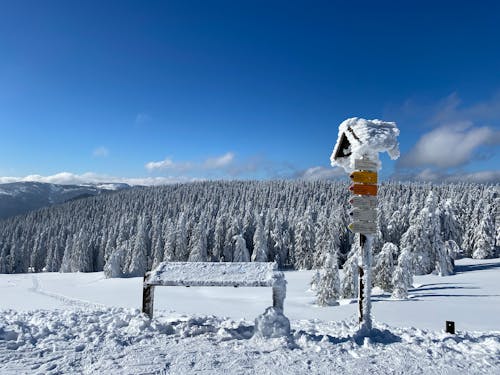 Imagine de stoc gratuită din arbori, bancă, călătorie