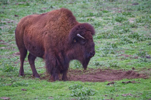 Big Bison In Bison Paddock In Golden Gate Park Op Een Dag In December