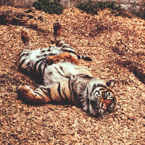Gratis Tigre Tendido En El Suelo Foto de stock