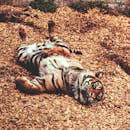 动物园里，一只懒洋洋的老虎正趴在木片上休息，展示着它雄伟的条纹