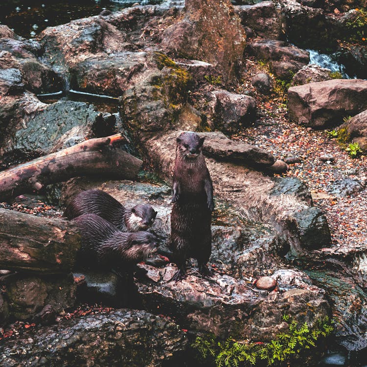 Free Three Otters Stock Photo