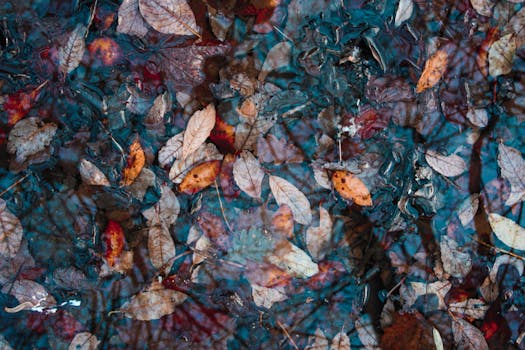 色彩缤纷的秋叶漂浮在水面上，倒映出一幅宁静的秋景