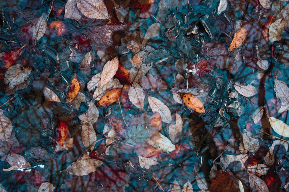 Colorful autumn leaves floating in water create a reflective and serene fall scene.