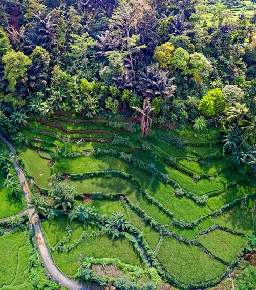 Free Banaue Rice Terraces, Philippines Stock Photo