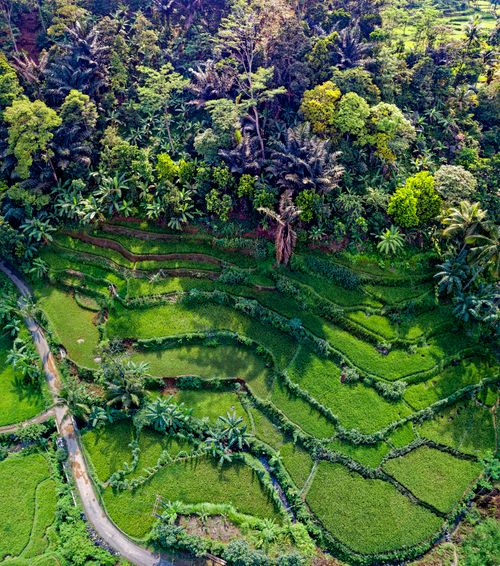 Free A vibrant aerial view of lush green rice terraces in Rumpin, Indonesia, surrounded by tropical forest. Stock Photo