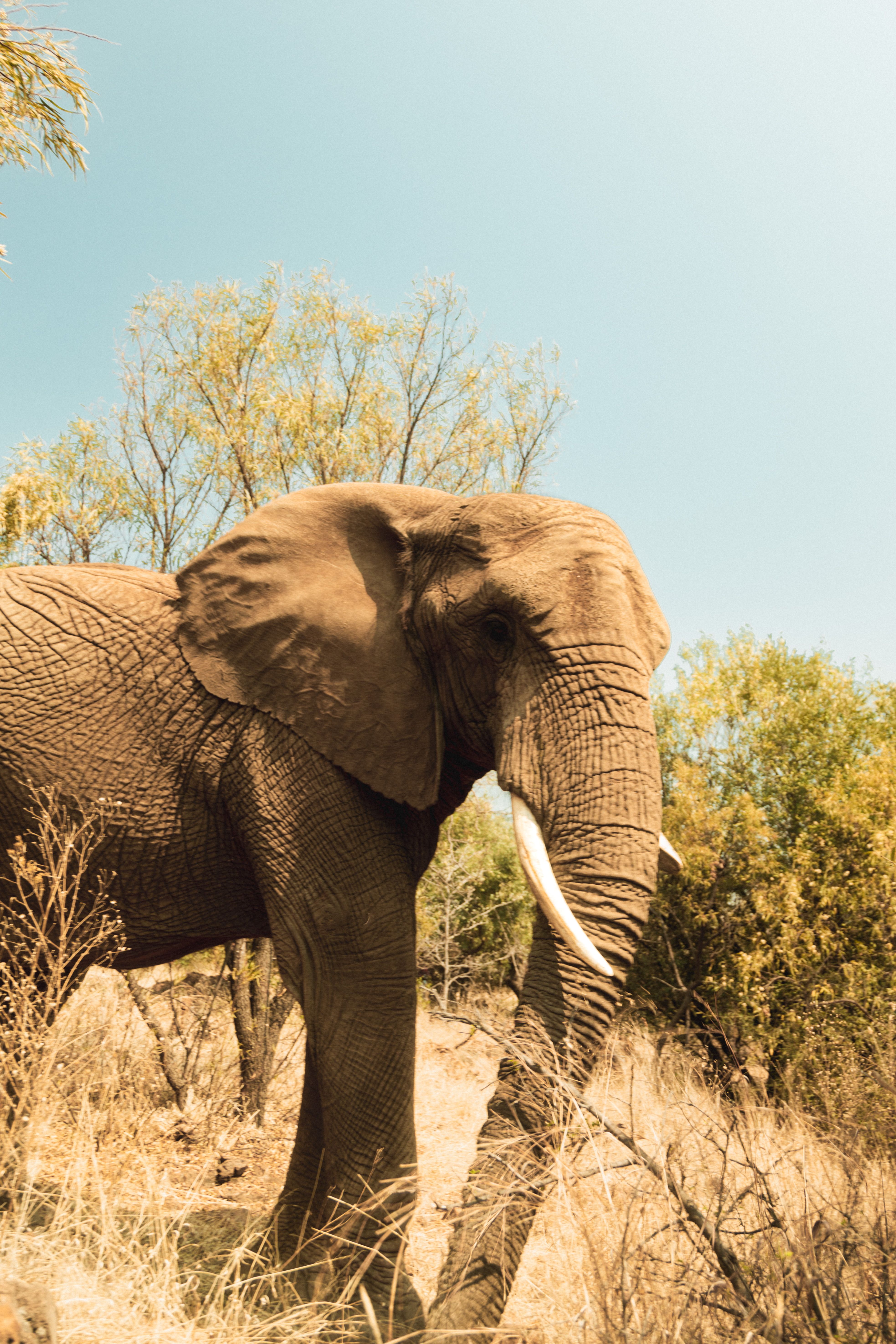 Close-up of African elephant in natural habitat with trees and grass.