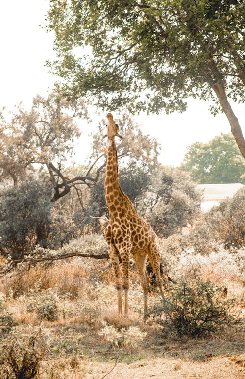 Foto d'estoc gratuïta de animal, animals salvatges, fulles