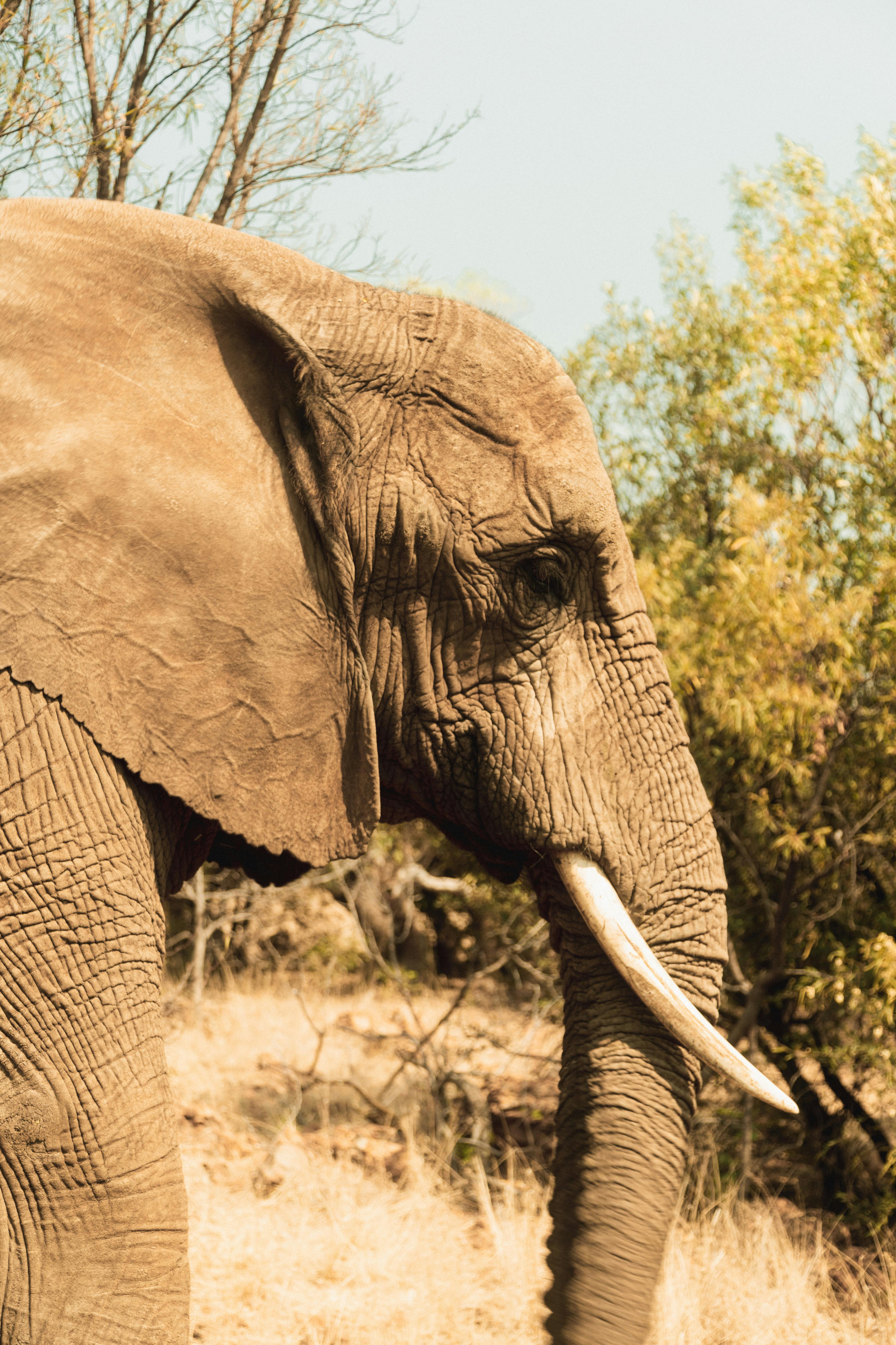 A detailed shot of an African elephant with tusks in a natural outdoor setting.