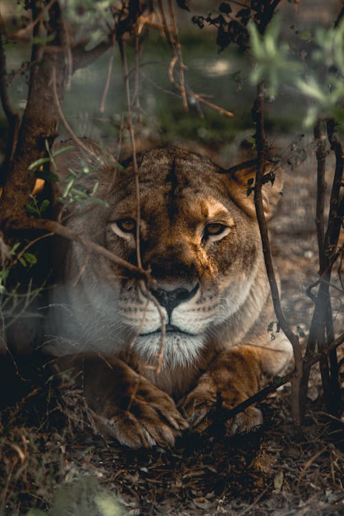 Lioness Lying on the Ground