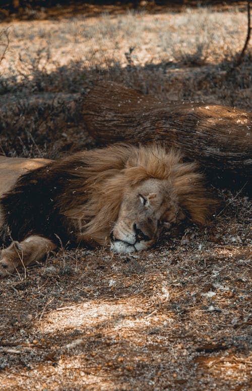 Foto d'estoc gratuïta de animal, animal salvatge, descans