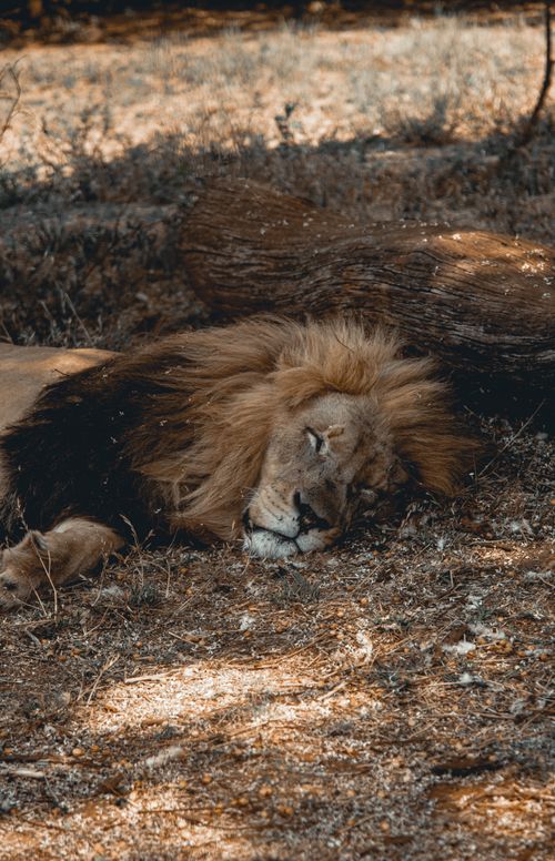 Free A majestic lion peacefully sleeping in its natural habitat under the sun. Stock Photo