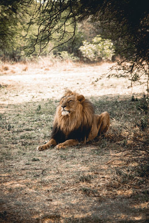 Foto d'estoc gratuïta de animal, animal safari, animal salvatge