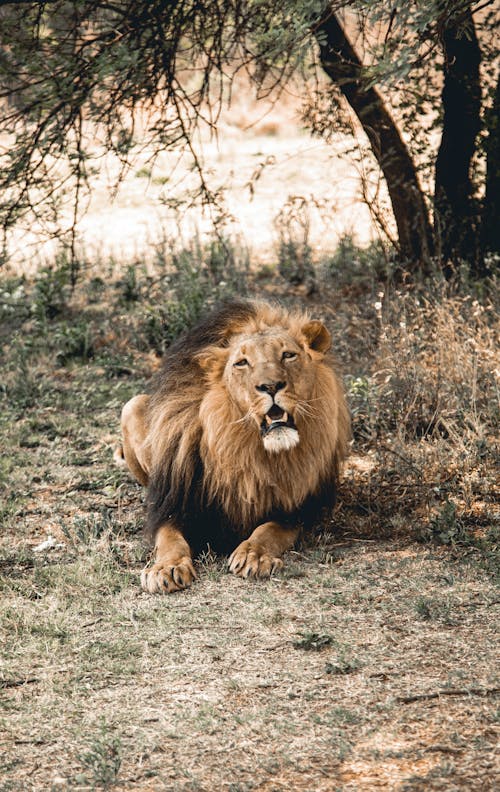 Foto d'estoc gratuïta de animal, animals salvatges, estirat