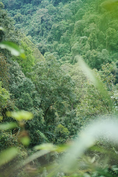 Darmowe zdjęcie z galerii z drzewo, dżungla, las