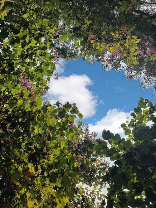 Free stock photo of clouds, nature, sky