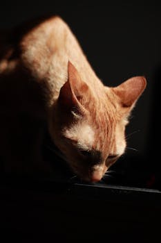 A focused shot of an orange cat under direct lighting, showcasing its curious expression.