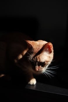 A ginger cat elegantly poised in dramatic lighting, showcasing its vivid whiskers and captivating gaze.